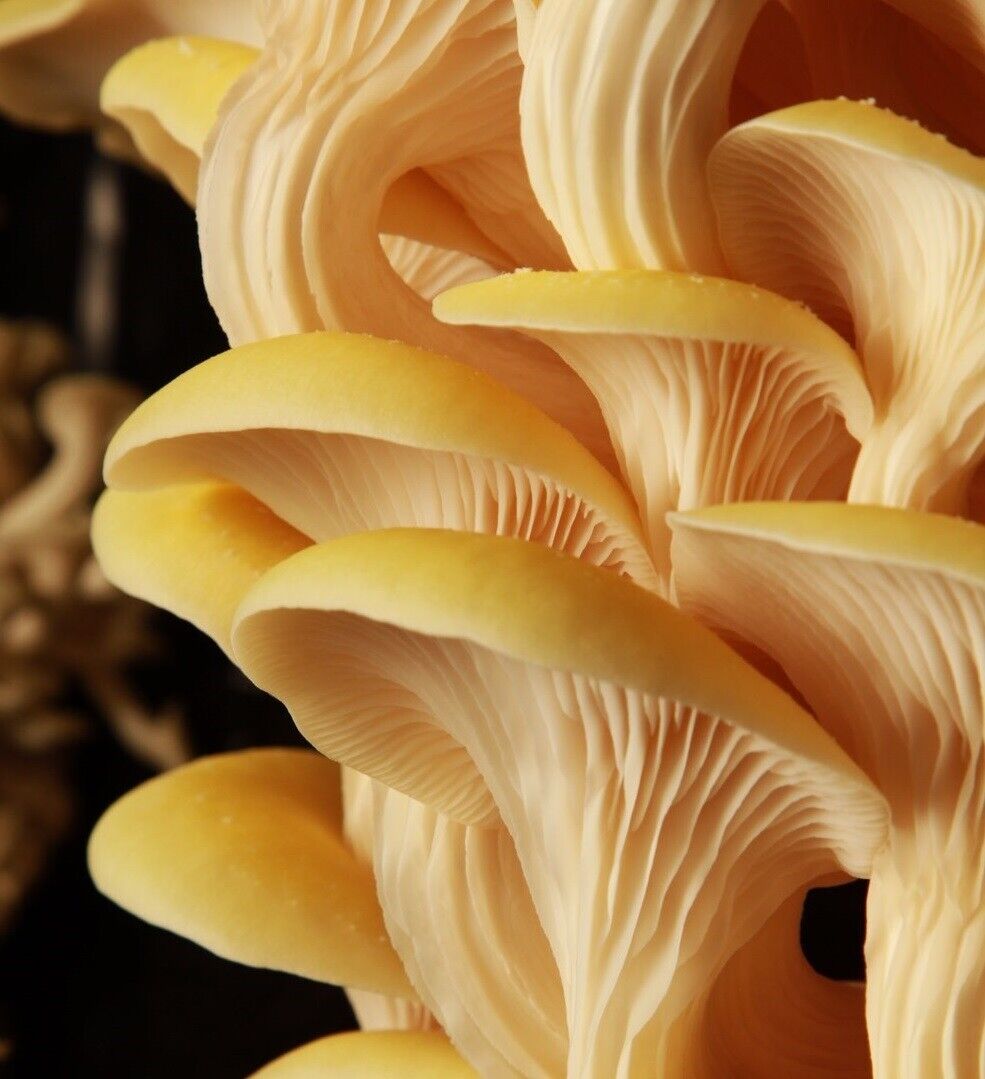 Golden Oyster Mushroom spawn dowels x30 | Yellow | FREE WAX | Same Day Dispatch