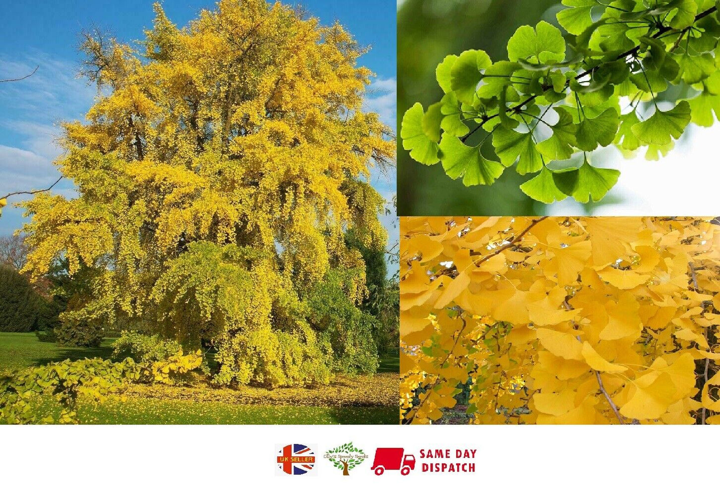 Maidenhair Tree | Ginkgo Biloba | 5 seeds | Hardy & Easy