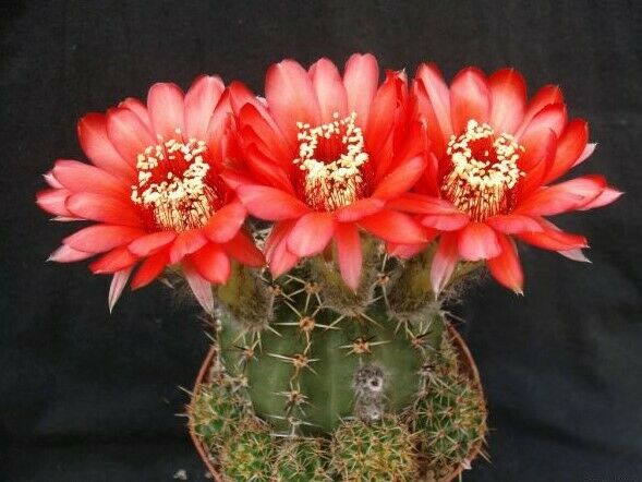 Lobivia Dobeana cactus | 20+ seeds | Red Flowers | Very Easy