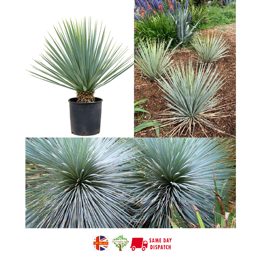 Blue Yucca | Yucca Rigida | 20+ seeds | Stunning & Hardy
