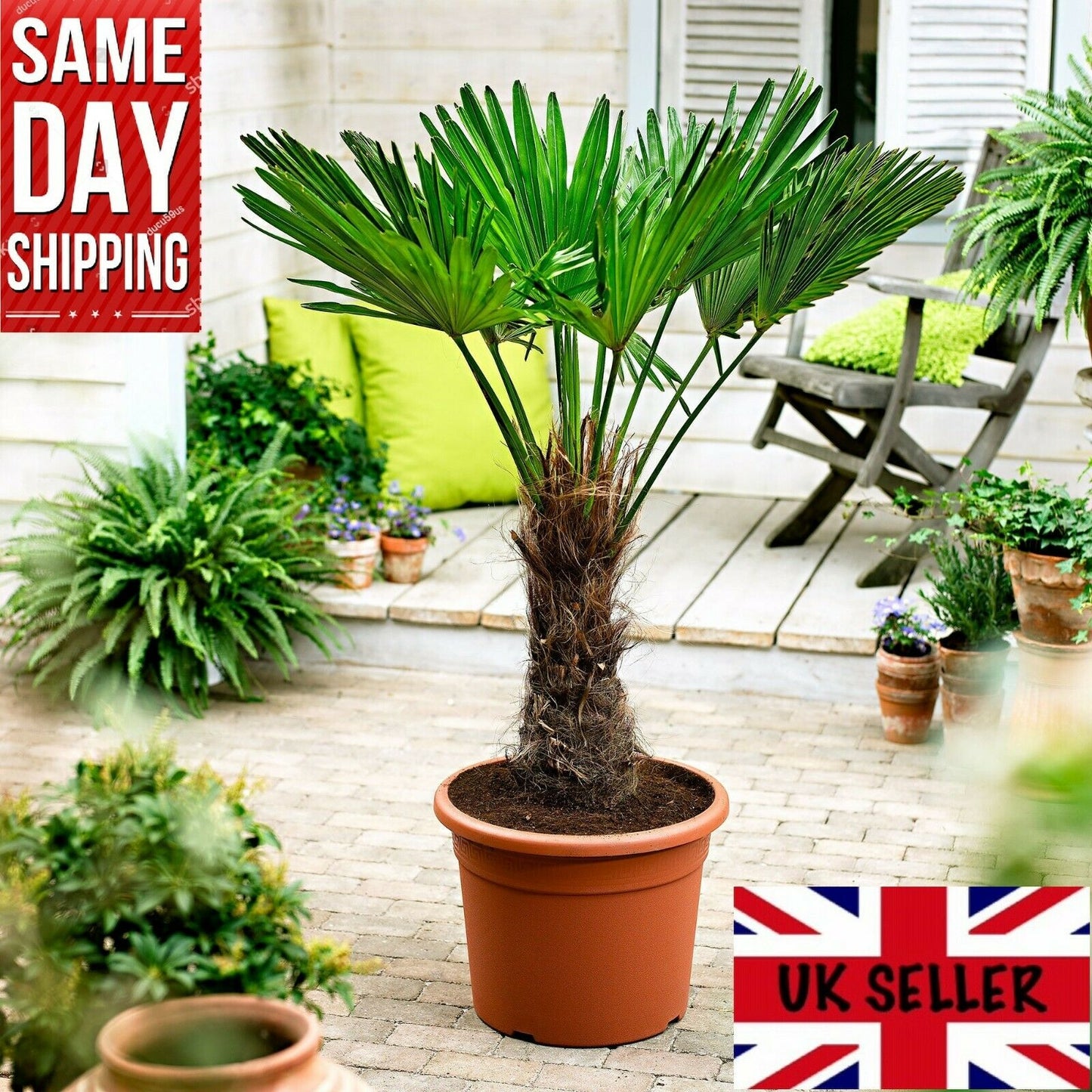 Windmill Palm Trachycarpus Fortunei 20+ seeds | Cold Hardy