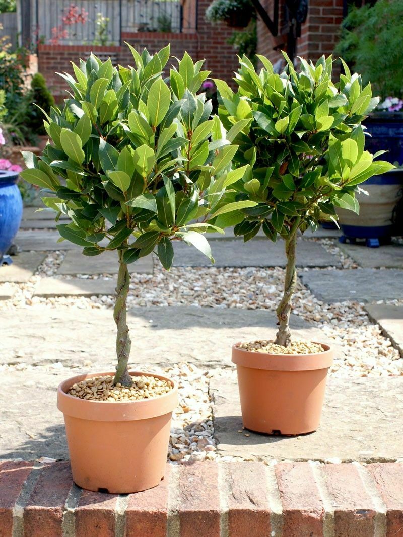 Bay Tree | 10 fresh seeds | Laurus Nobilis | Herb | Easy | Same Day Dispatch