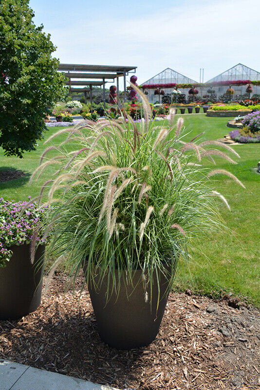 Fountain Grass | Pennicetum Setaceum | Ornamental Grass | 20+ Seeds