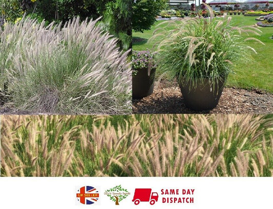 Fountain Grass | Pennicetum Setaceum | Ornamental Grass | 20+ Seeds