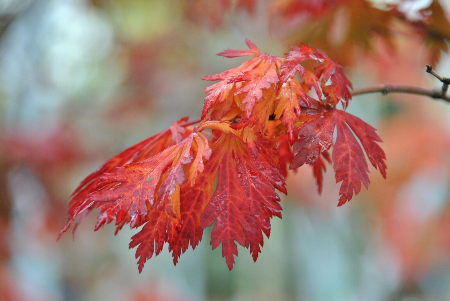 Fern Leaf Maple (Acer Japonicum Aconitifolium | 20 seeds | Same Day Dispatch