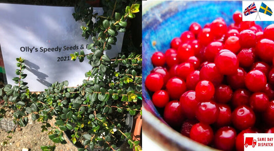 Lingonberry (Vaccinium Vitis-Idaea) 20+ seeds | Own harvest