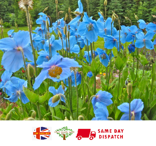 Himalayan Blue Poppy (Meconopsis Betonicifolia) 50+ seeds  Same Day Dispatch