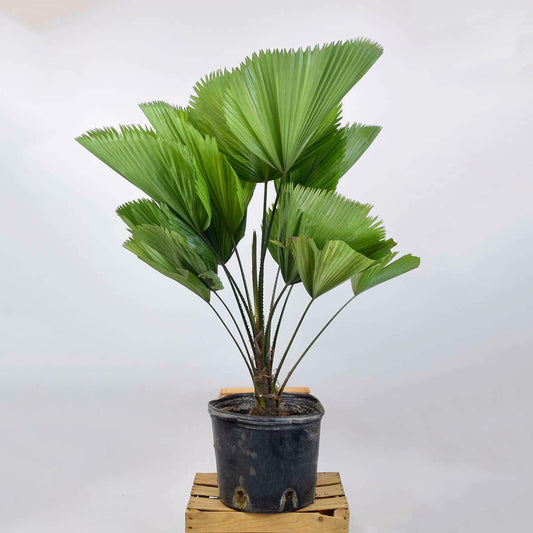 Ruffled Fan Palm (Licuala Grandis) 5 Seeds Indoor House Plant Same Day Dispatch