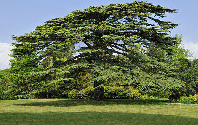 Lebanon Cedar (Cedrus Libani) 25 fresh seeds | Bonsai | Same Day Dispatch