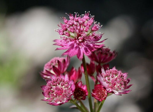 Astrantia Major Primadonna | 20+ seeds | Hardy Perennial