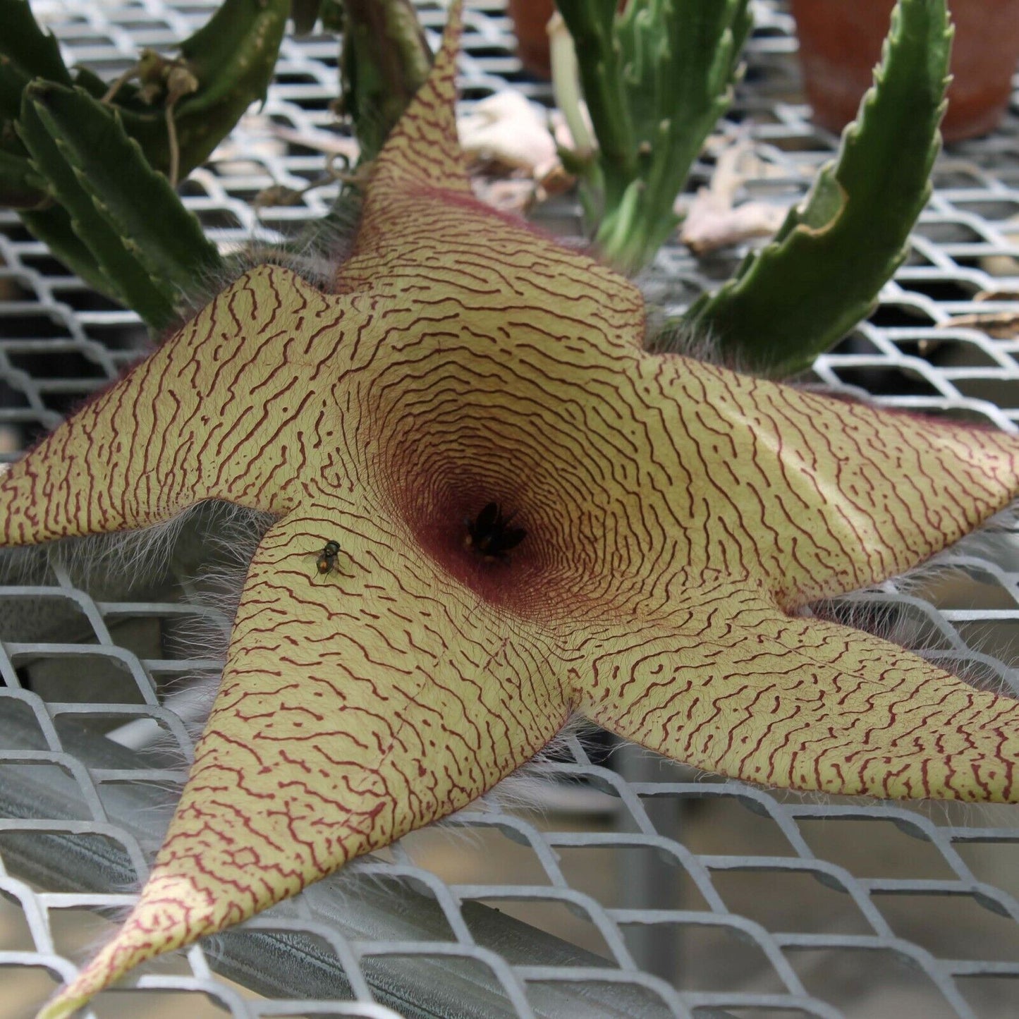 Giant Carrion Flower Stapelia Gigantea 10 Seeds Same Day Dispatch giant-carrion-flower-stapelia-gigantea-10-seeds-same-day-dispatch