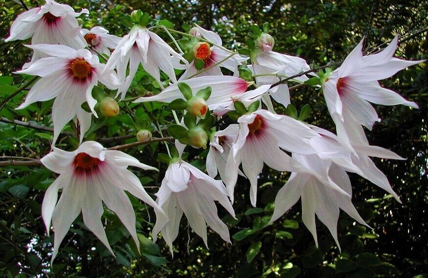 Weeping Tree Dahlia | Dahlia Campanulata | 15+ seeds | UK Hardy