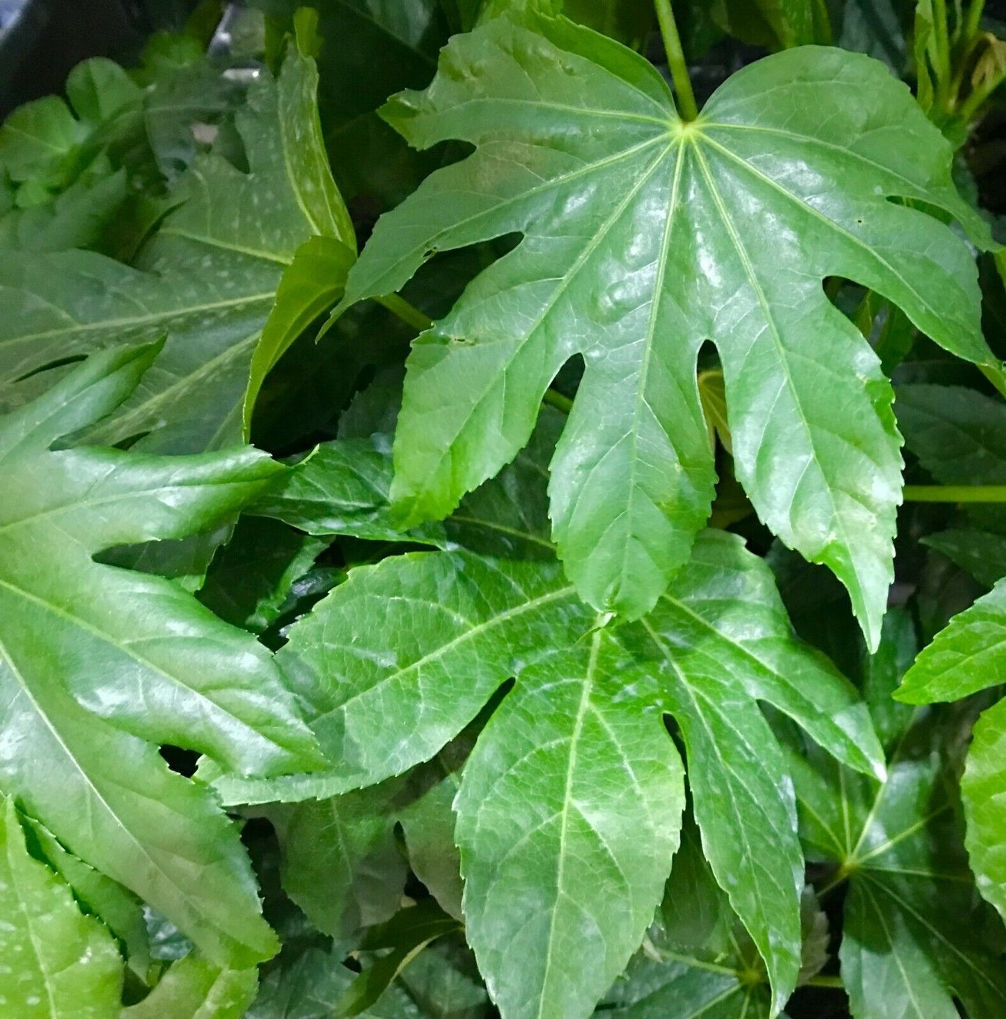 Fatsia Japonica | 25+ seeds | Garden or House Plant | Birds | Same Day Dispatch