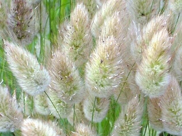 Bunny Tails Ornamental Grass (Lagurus Ovatus) |  200+ seeds | Same Day Dispatch