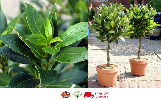 Bay Tree | 10 fresh seeds | Laurus Nobilis | Herb | Easy | Same Day Dispatch
