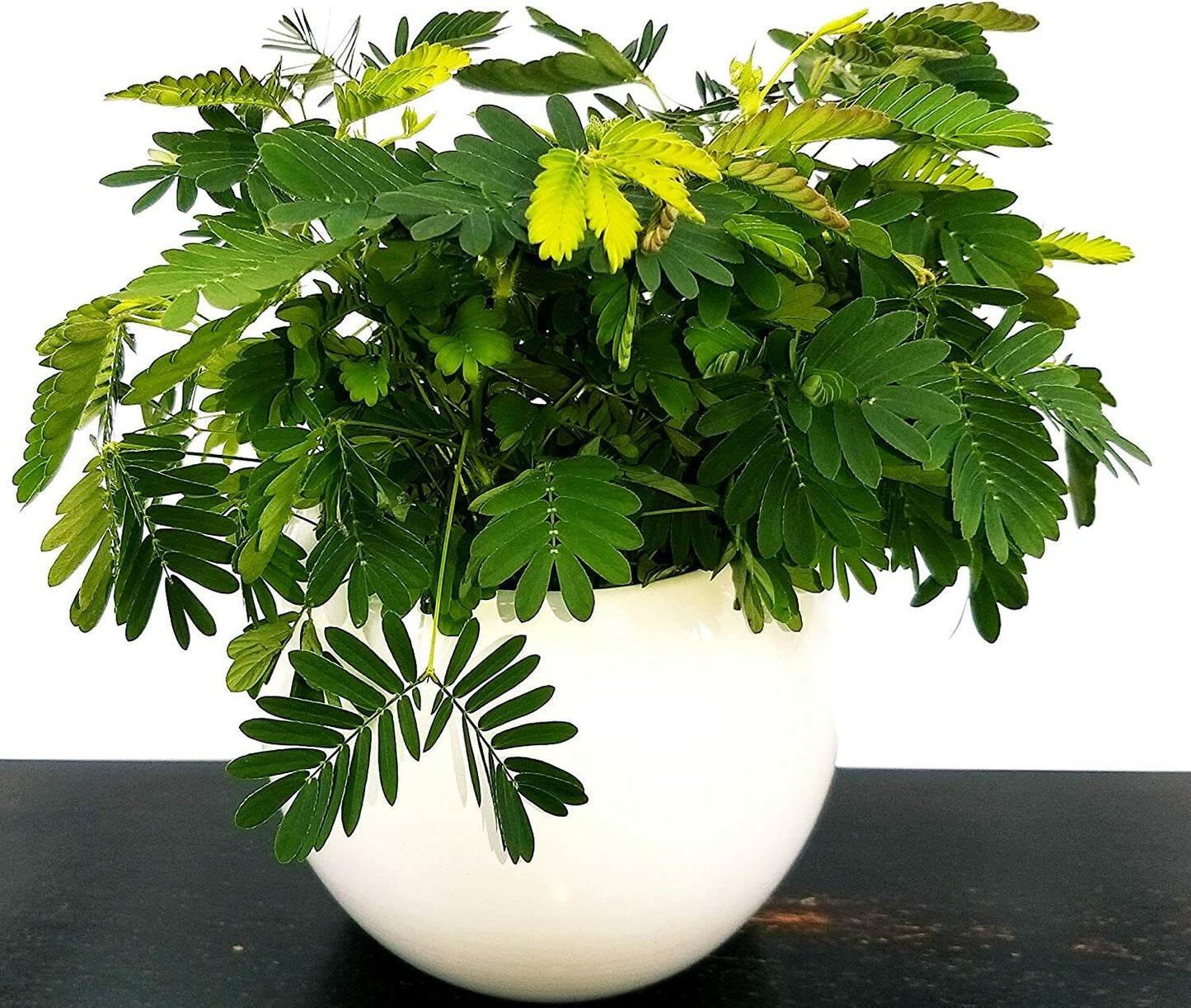 Mimosa Pudica | 50+ seeds | Sensitive plant | Touch Me Not