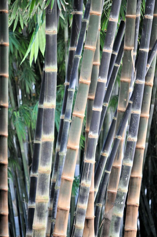 Giant Bamboo (Dendrocalamus Asper) | 10 seeds | UK Hardy