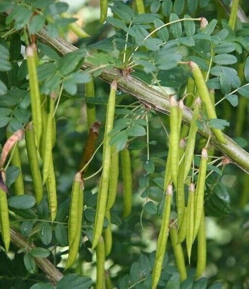 Siberian Pea Tree Caragana Arborescens | 20+ seeds | Very Hardy