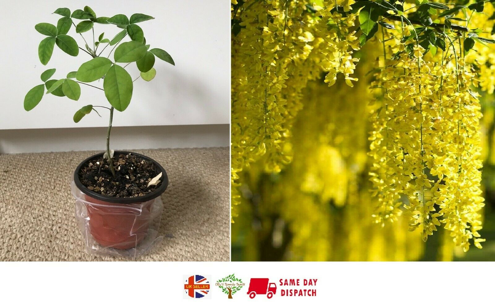 Laburnum Tree (Laburnum Anagyroides) Golden Rain Same Day Dispatch