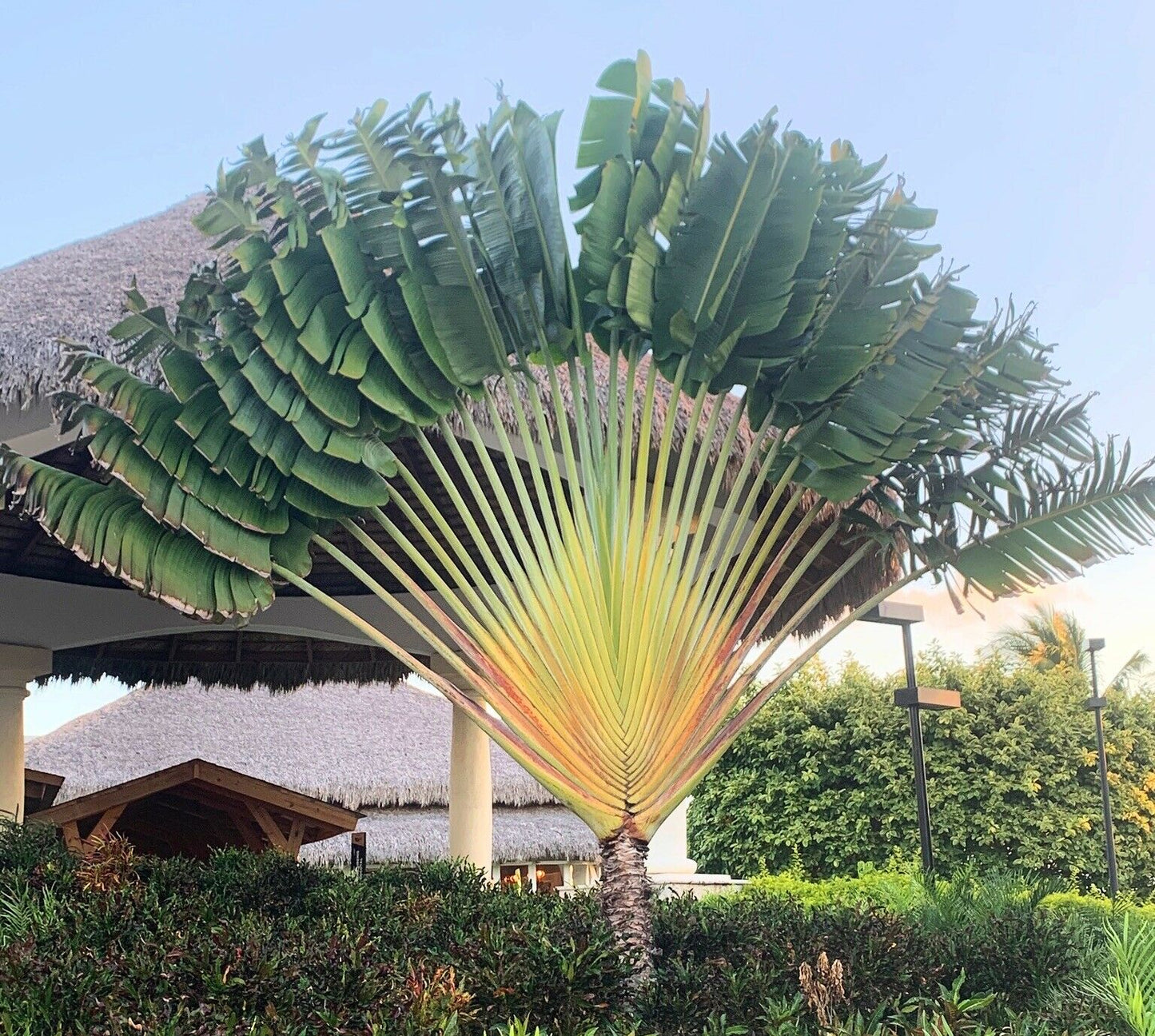 Travellers Palm Tree (Ravenala Madagascariensis) Rare 10 seeds Same Day Dispatch