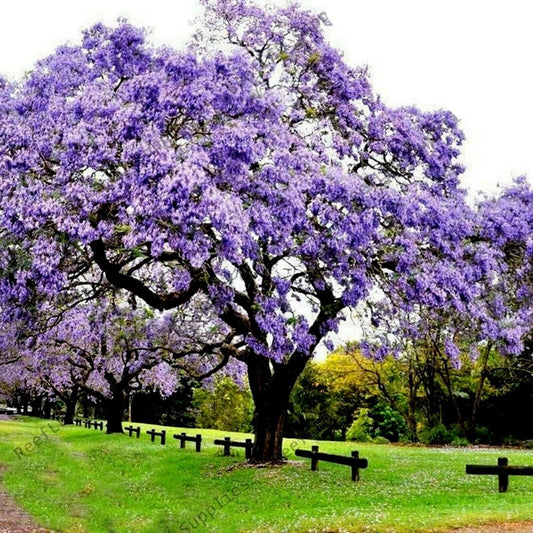Princess Empress Foxglove Tree | Paulownia | Plant in 9cm Pot | Fast Growing