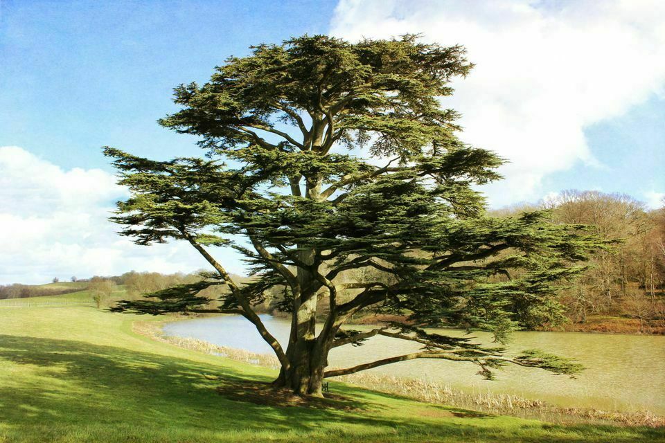 Lebanon Cedar (Cedrus Libani) 25 fresh seeds | Bonsai | Same Day Dispatch