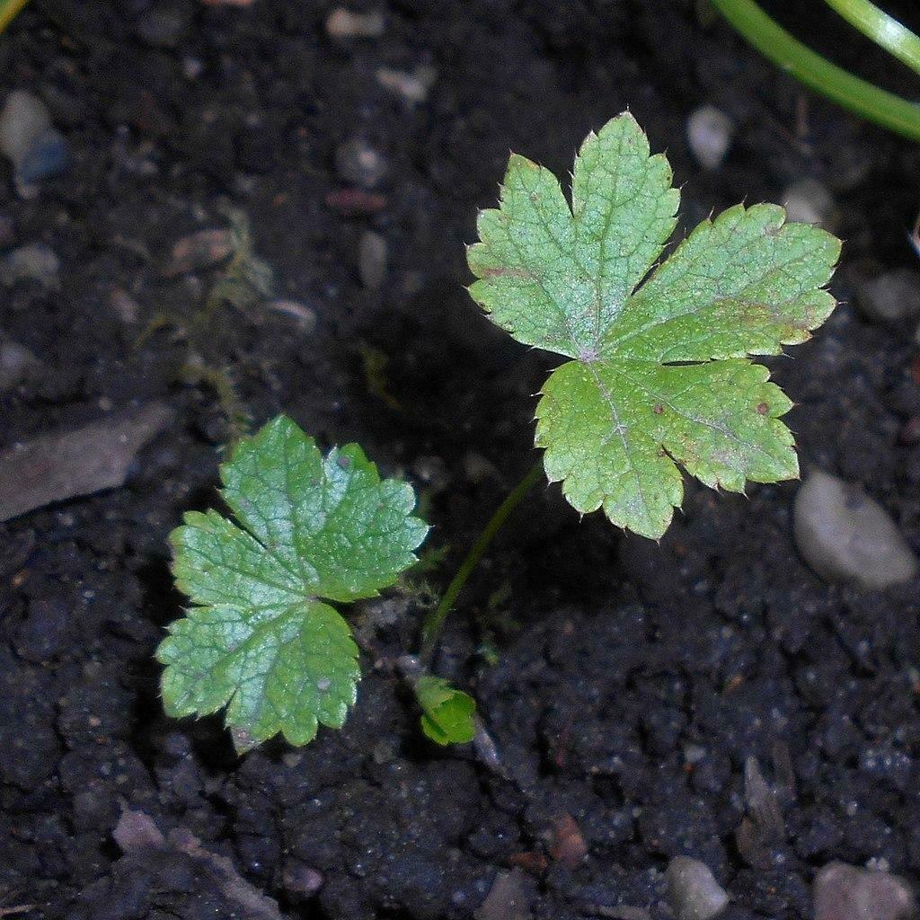 Astrantia Major Primadonna | 20+ seeds | Hardy Perennial