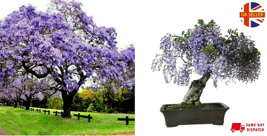 Paulownia (Foxglove/Empress Tree) | 50-500 seeds | Bonsai