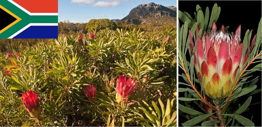 Protea Repens Red | 5+ seeds| South Africa | Sugar Bush