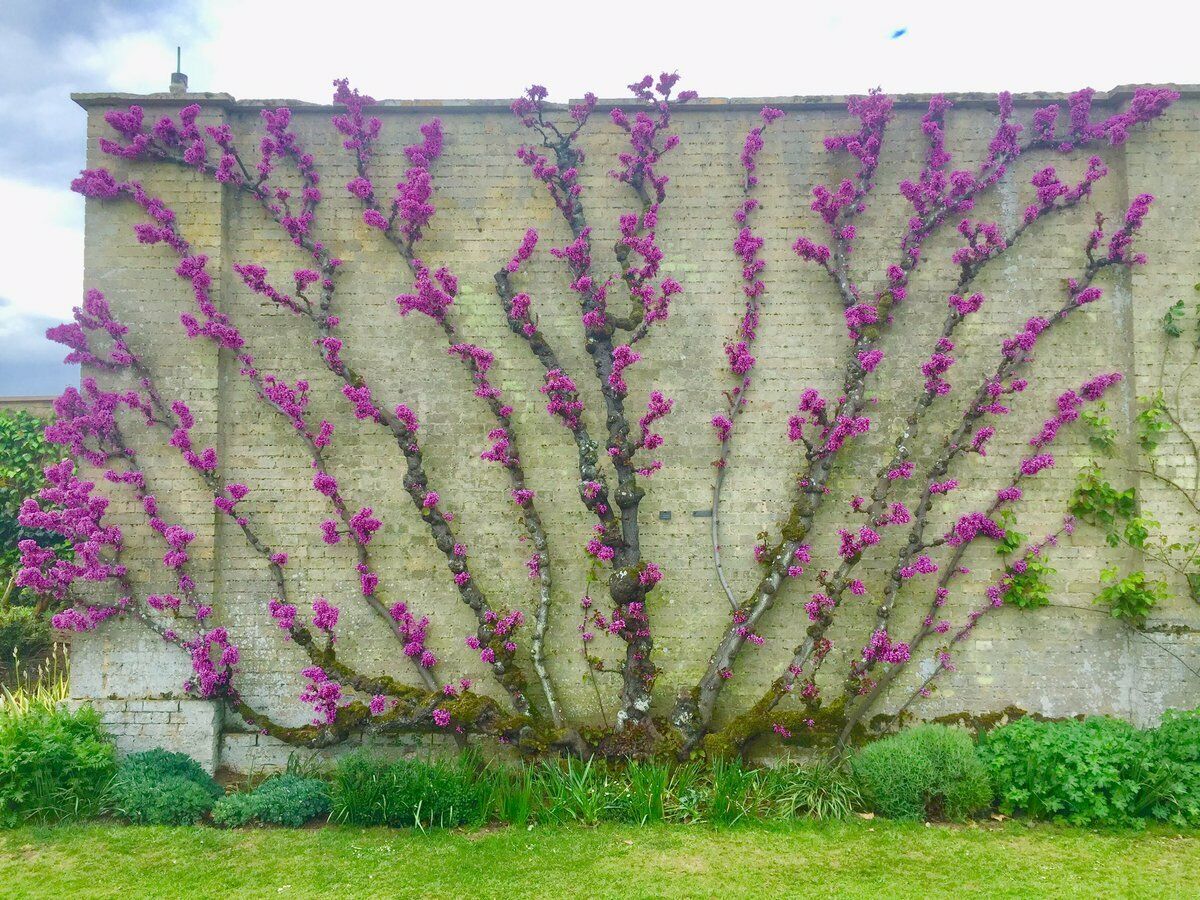 Judas Tree (Cercis Siliquastrum) 25+ seeds | UK Hardy