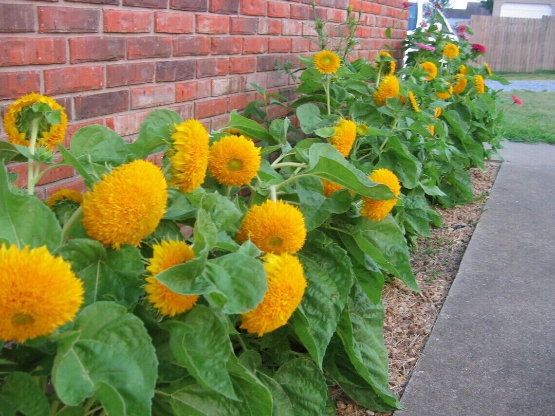 Dwarf Teddy Bear Sunflower |  60+ Seeds | Very Easy