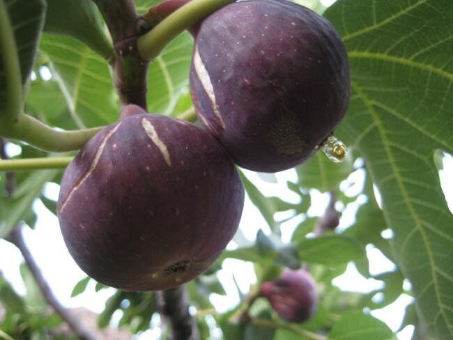Purple Fig (Ficus Carica Purpurea) | 30+ seeds | Sweet Taste