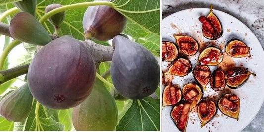 Fig Tree | 30+ seeds | "Brown Turkey" | Sweet | Self Fertile