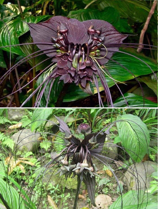 Black Bat Flower (Tacca Chantrieri) | 10+ seeds