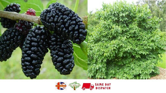 Black Mulberry | Morus Nigra | 100+ seeds | Wine, Jam & Gin