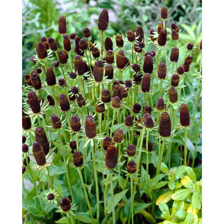 Rudbeckia Occidentalis Green Wizard | 20+ seeds | Perennial