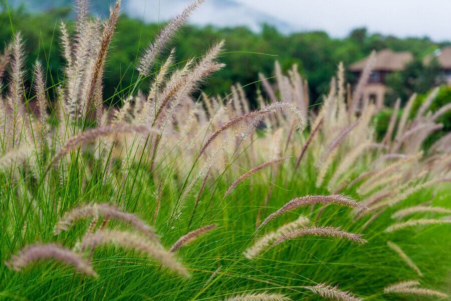 Fountain Grass | Pennicetum Setaceum | Ornamental Grass | 20+ Seeds