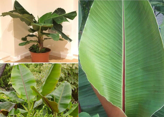 Darjeeling Banana (Musa Sikkimensis) | 10+ seeds