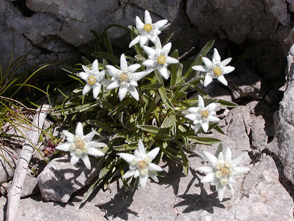 Edelweiss (Leontopodium Alpinum | 100 seeds | Alpine
