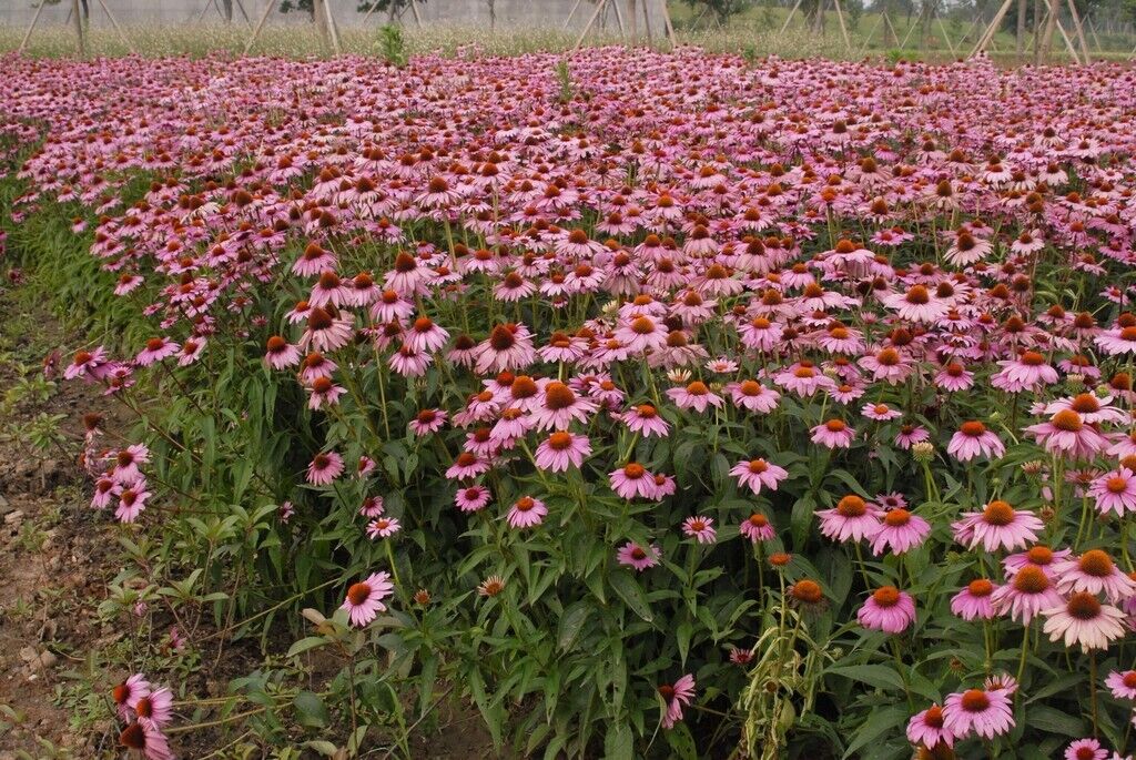 Purple Coneflower (Echinacea Purpurea) | 100+ seeds | Easy