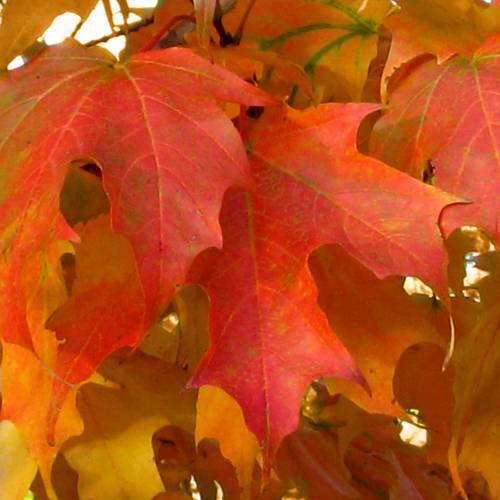 Sugar Maple (Acer Saccharum) | 20 seeds | Bonsai | UK Hardy | Same Day Dispatch