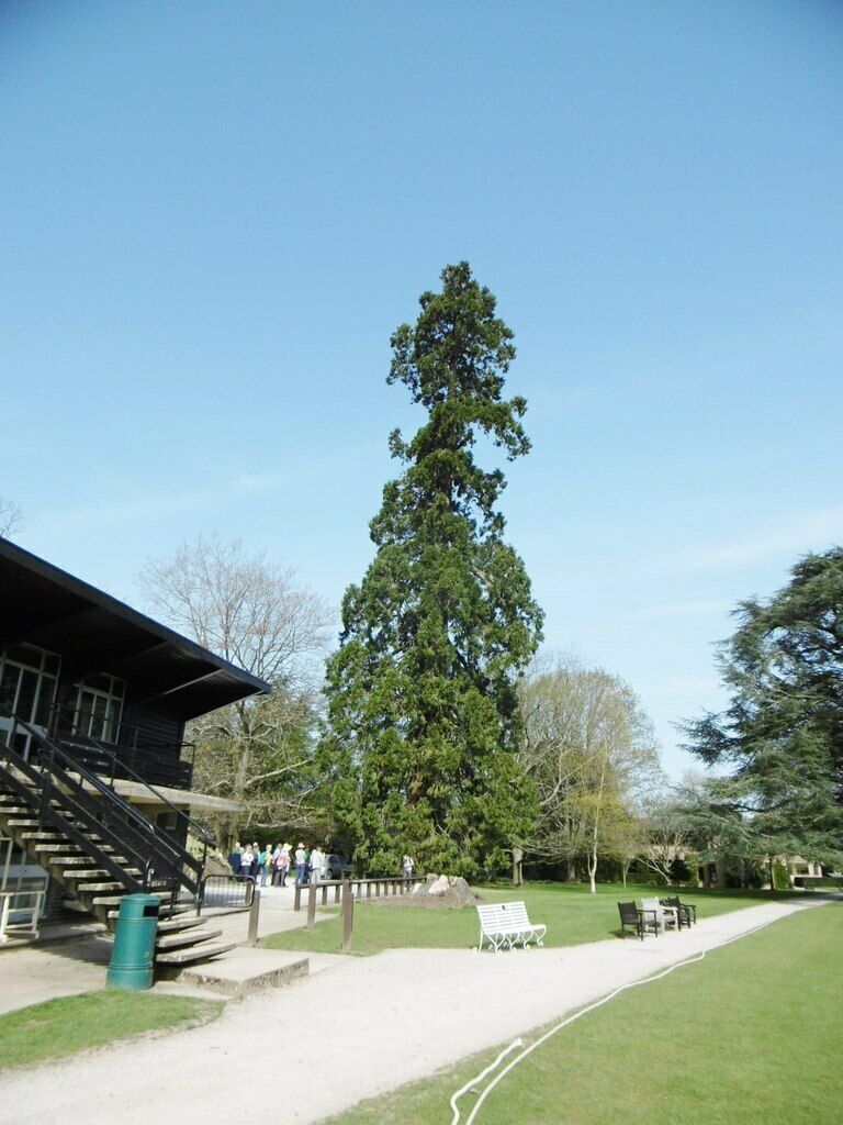 Giant Redwood | Sequoiadendron Giganteum | 30+ seeds