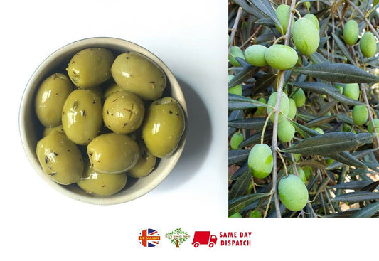 Olea Europaea | Olive Tree | Healthy plant in 9cm pot