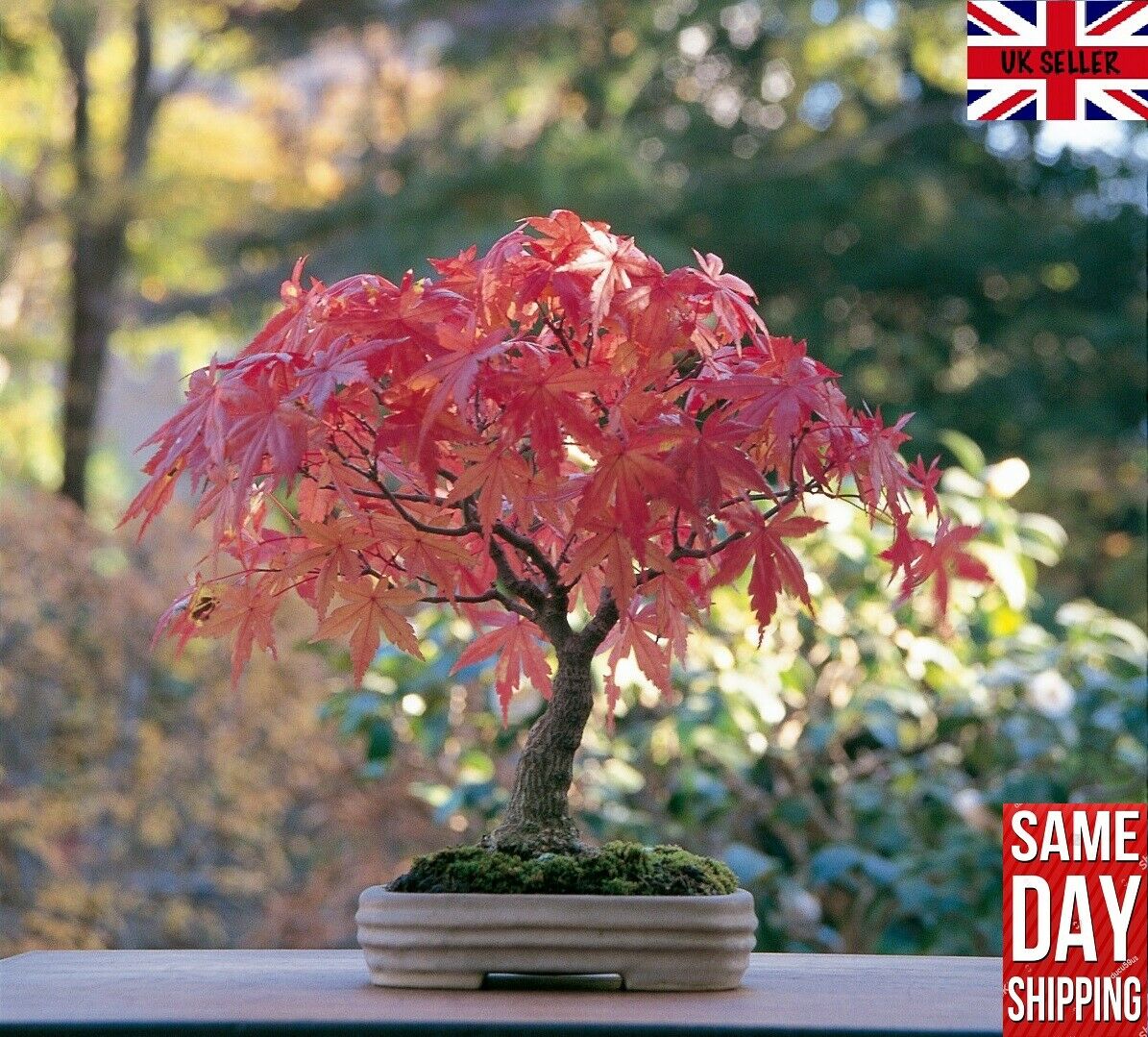 Japanese Red Maple (Acer Palmatum) 20 seeds Bonsai or Garden. Same Day Dispatch
