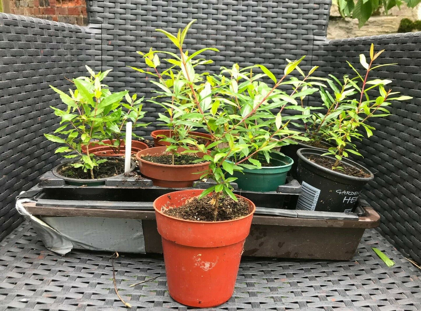 Dwarf Pomegranate (Punica Granatum) 25+ seeds | UK Hardy