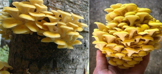 Golden Oyster Mushroom spawn dowels x30 | Yellow | FREE WAX | Same Day Dispatch