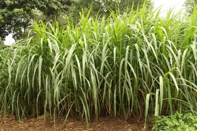 Giant Elephant Grass 20+ seeds | Fast Growing | UK Hardy