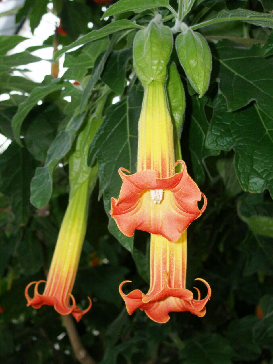 Red Andean Angels Trumpet | Brugmansia Sanguinea | 10+ Seeds