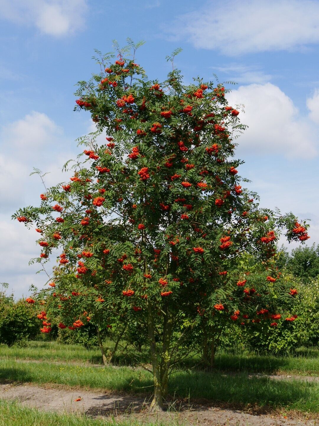 Rowan / Mountain Ash (Sorbus Aucuparia) | 50+ seeds | Hardy