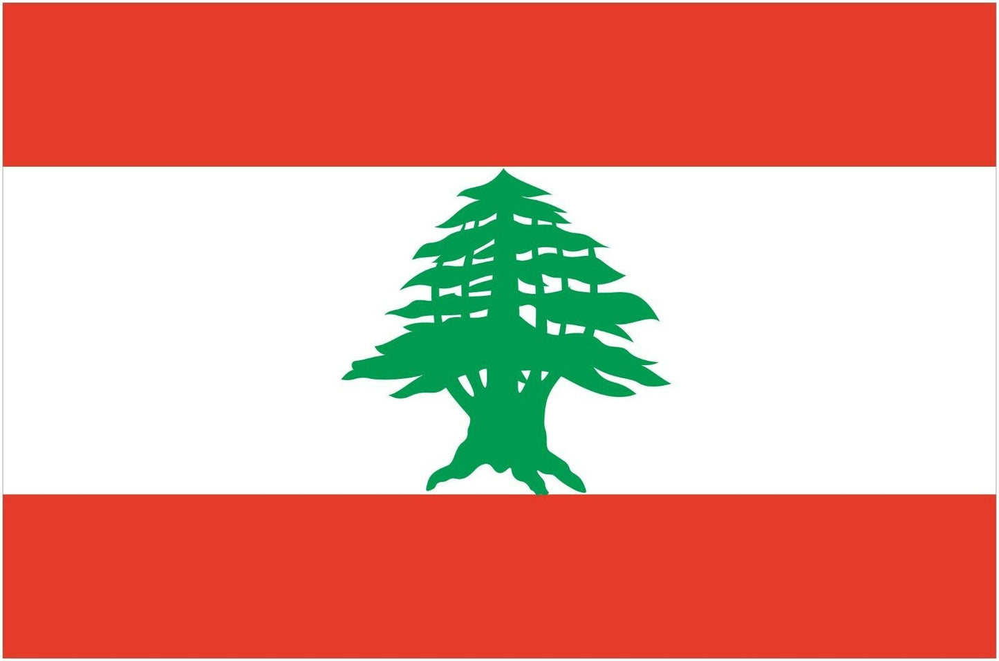 Lebanon Cedar (Cedrus Libani) 25 fresh seeds | Bonsai | Same Day Dispatch